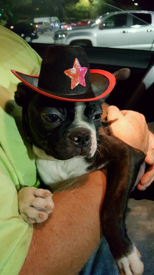 Boston Terrier