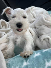 Miniature Schnauzer for sale