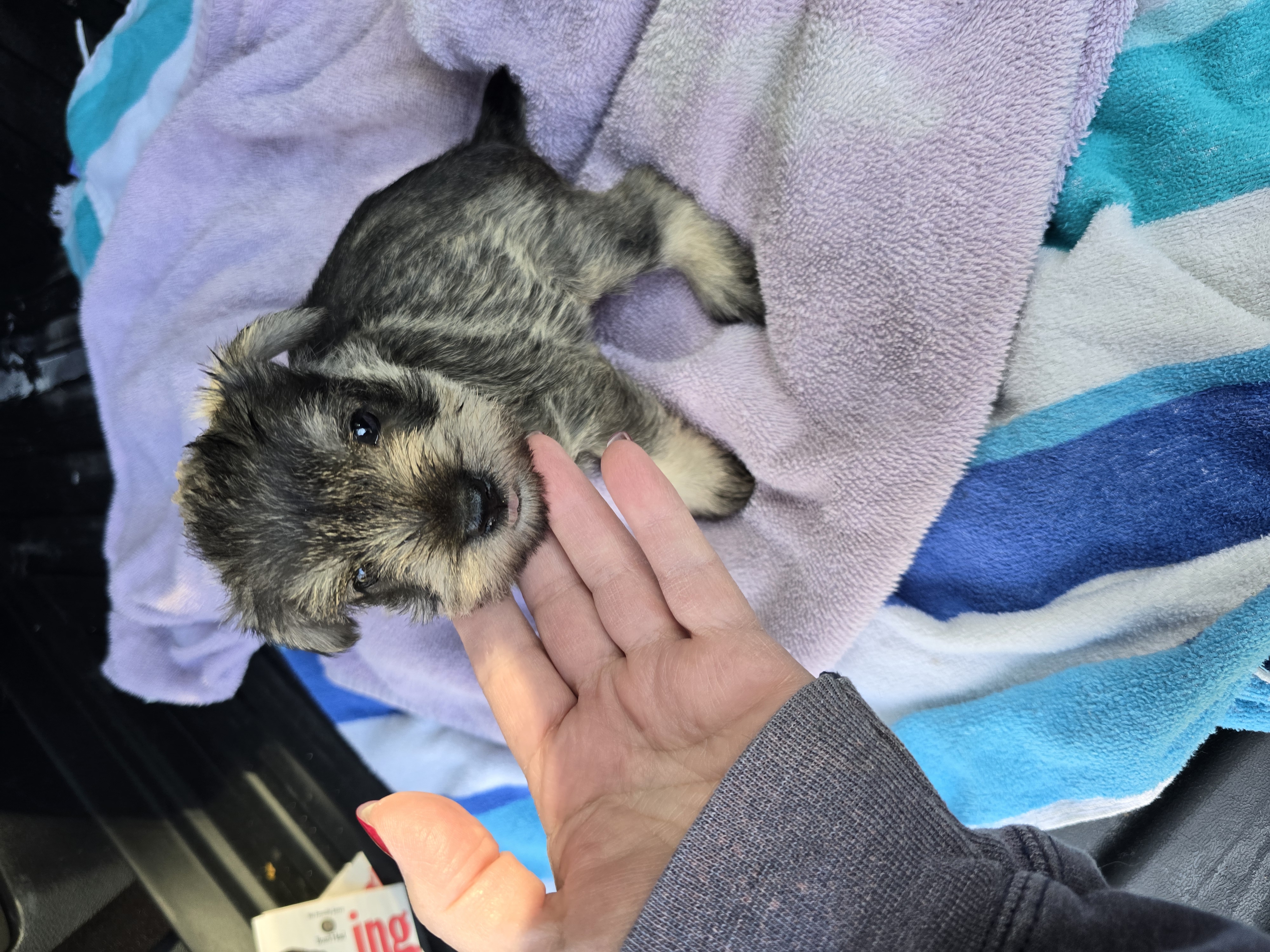 Miniature Schnauzer for sale