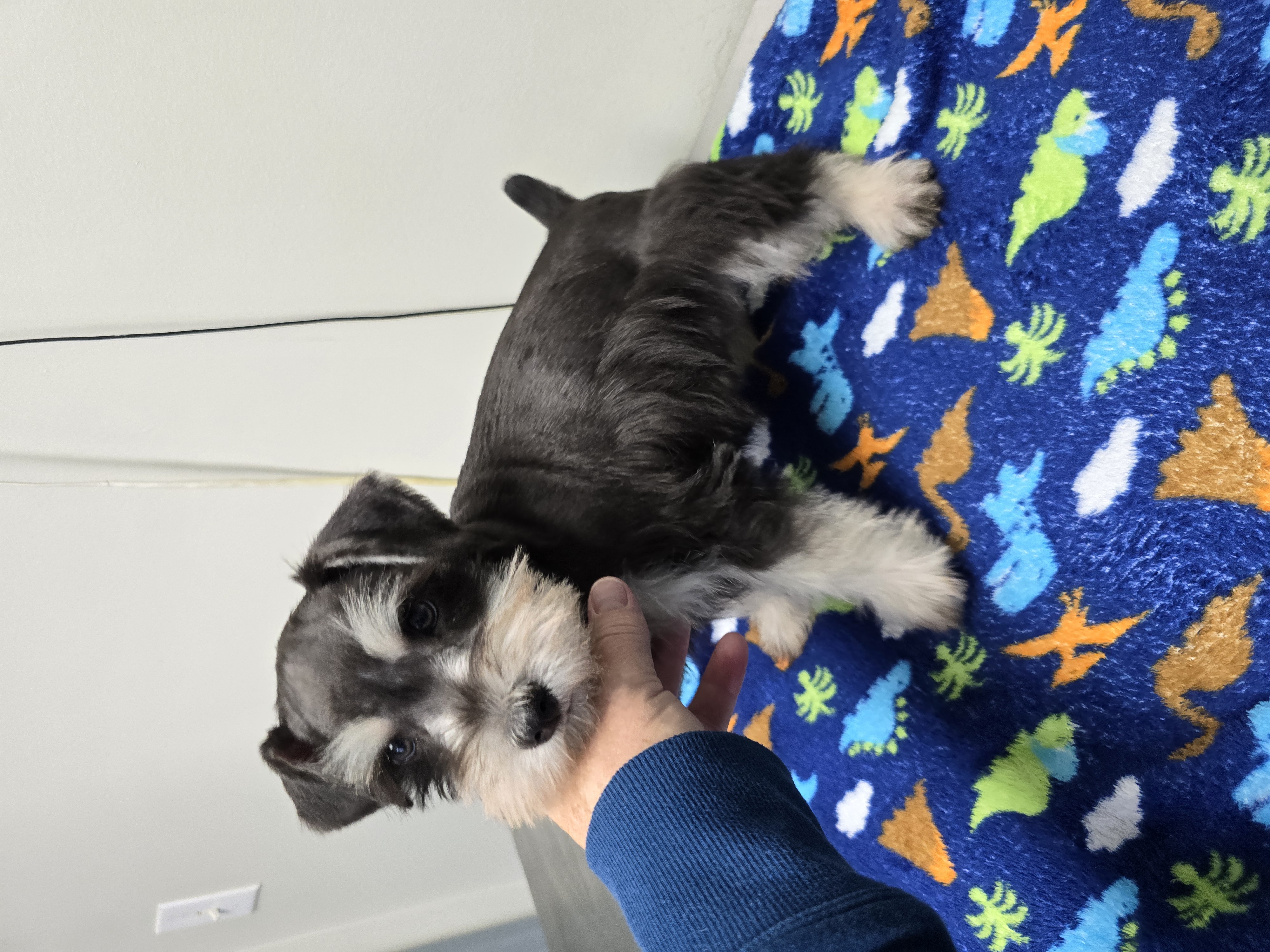 Miniature Schnauzer for sale