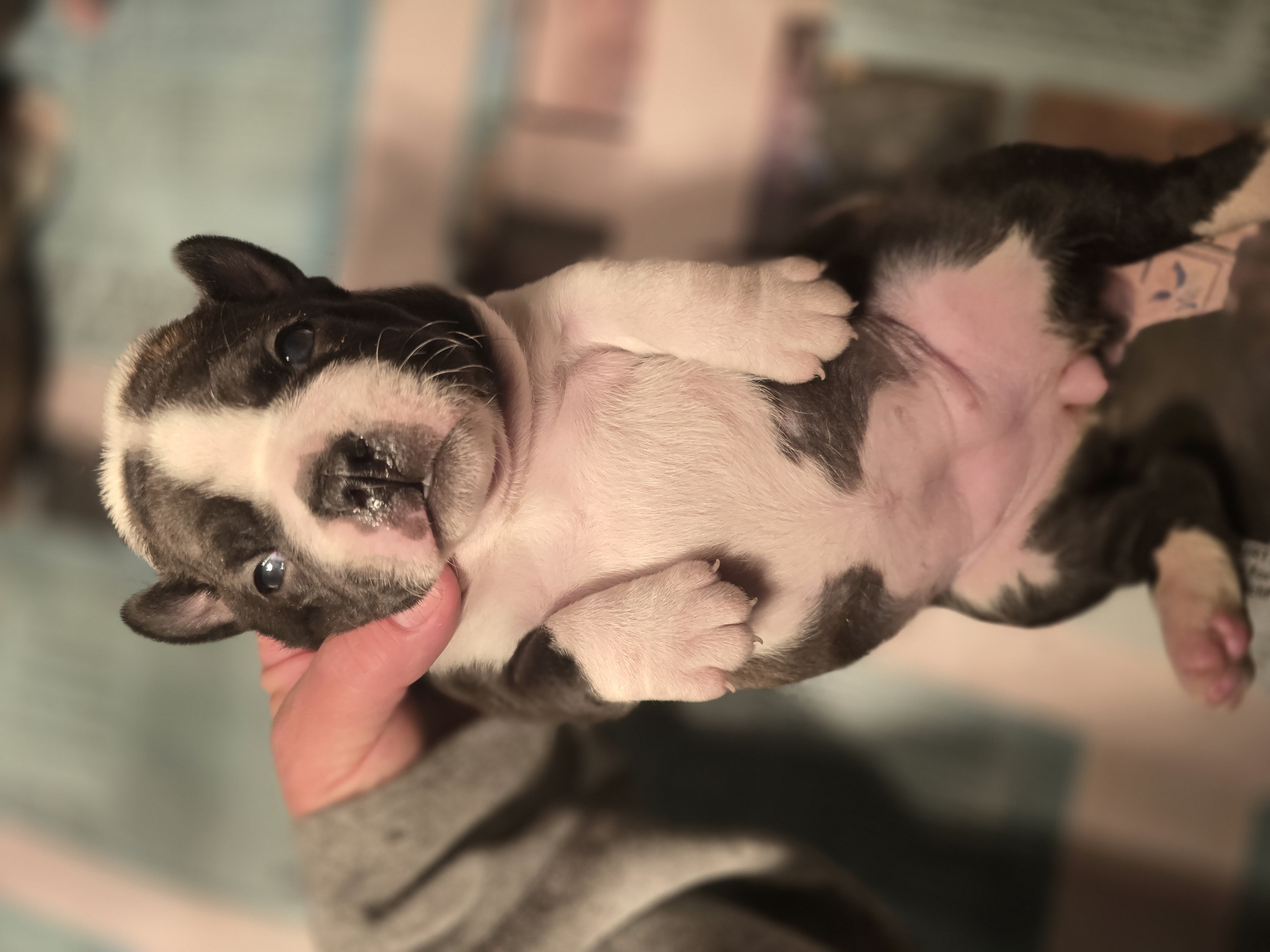 Boston Terrier for sale