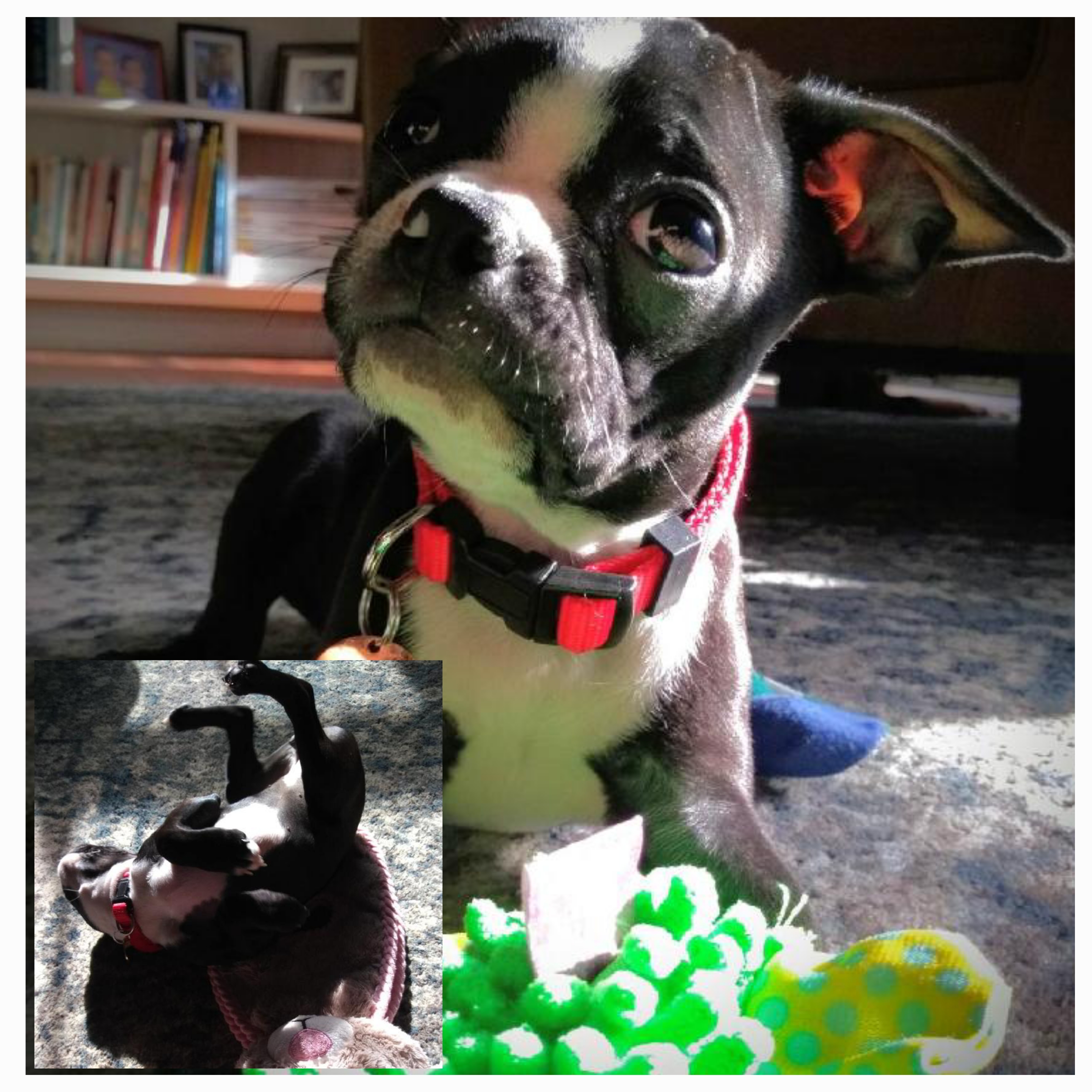 Boston Terrier for sale